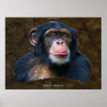 "RAINFOREST CHIMPANZEE"  Art Poster posters