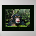 "RAINFOREST DREAMS" Chimpanzee Art Poster posters