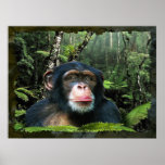 "RAINFOREST DREAMS II" Chimpanzee Art Poster posters