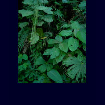 Rainforest Floor t-shirts by iggymak Rainforest Floor t-shirts