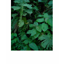 Rainforest Floor t-shirts by iggymak Rainforest Floor t-shirts