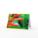 "Rainforest Flowers" cards