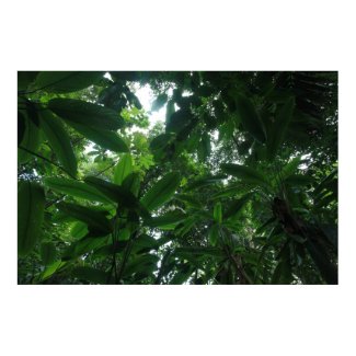 Rainforest in Colombia print