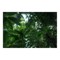 Rainforest in Colombia posters