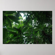 Rainforest in Colombia Poster