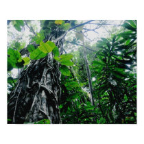 Rainforest in Paradise Print by HawaiianParadise Rainforest in Paradise Print