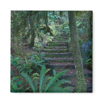 Rainforest magnets
