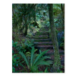 Rainforest Post Card