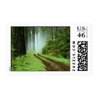 stamp a scene rainforest
