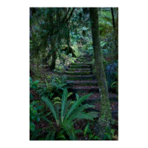 Rainforest Poster posters