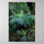 Rainforest Poster
