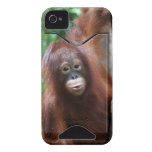 Rainforest Redhead Orangutan casemate cases