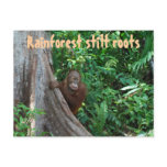 Rainforest Stilt Roots Postcard