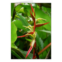 Rainforest Tropicals cards by bigislandaloha Rainforest Tropicals cards