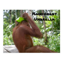 Rainforest Umbrella Post Cards