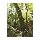 rainforest view, Dominica Post Cards