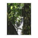 Rainforest & Waterfall Postcard by MyBackyard Rainforest & Waterfall Postcard
