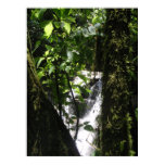 Rainforest & Waterfall Poster Rainforest & Waterfall Poster