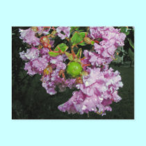 Rainsoaked Crepe Myrtle postcards