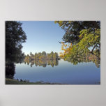 Raintree on Hillsborough River Print
