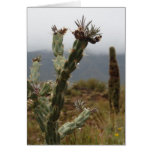 Rainy Cacti cards