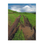 Rainy day at the pasture postcards