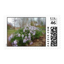Rainy Day Creeping Phlox Stamp