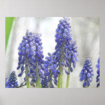 Rainy Day Grape Hyacinths Posters