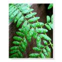 Rainy Day Leaves Poster posters