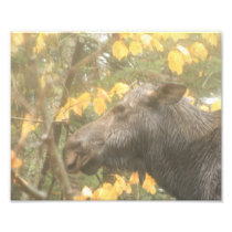 Rainy Day Moose