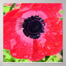 Rainy day/Poppie Posters