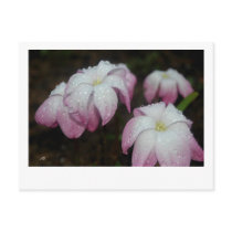 Rainy Day Rain Lilies postcards