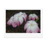 Rainy Day Rain Lilies postcards