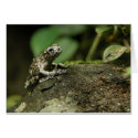 Rainy Frog cards by KiraDott Rainy Frog cards