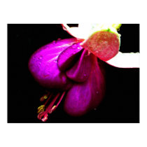 rainy fuschia posters by 2910susan rainy fuschia posters