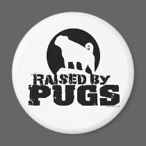 RAISED BY PUGS Magnet
