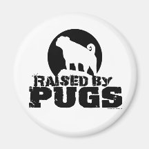 RAISED BY PUGS Magnet