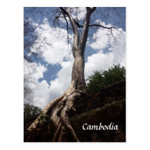 raíz del árbol del prohm de TA Tarjeta Postal