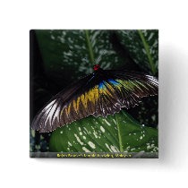 Rajah Brooke's female birdwing, Malaysia Pinback Button