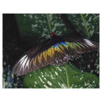Rajah Brooke's female birdwing, Malaysia Custom Flyer