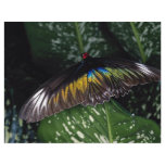 Rajah Brooke's female birdwing, Malaysia flyers