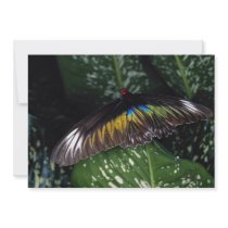 Rajah Brooke's female birdwing, Malaysia Invite