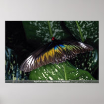 Rajah Brooke's female birdwing, Malaysia Posters