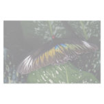 Rajah Brooke's female birdwing, Malaysia Stationery
