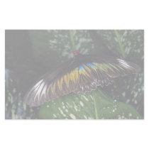 Rajah Brooke's female birdwing, Malaysia Stationery