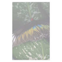 Rajah Brooke's female birdwing, Malaysia Stationery Design