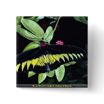 Rajah Brooke's male birdwing, Malaysia Pinback Button