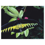 Rajah Brooke's male birdwing, Malaysia flyers