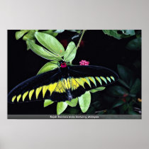 Rajah Brooke's male birdwing, Malaysia Print