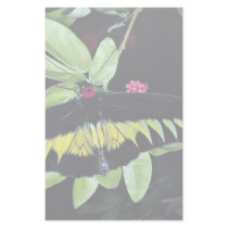 Rajah Brooke's male birdwing, Malaysia Custom Stationery